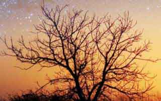 Bitcoin's Dynamic Journey: Unpacking its Current Momentum and Future Horizons